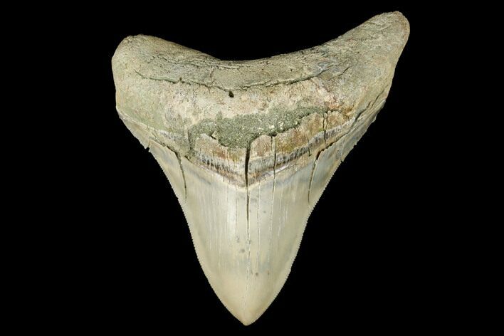 Serrated, Fossil Megalodon Tooth - Aurora, North Carolina #176572